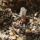 Gemeine Sandwespe (Ammophila sabulosa) 