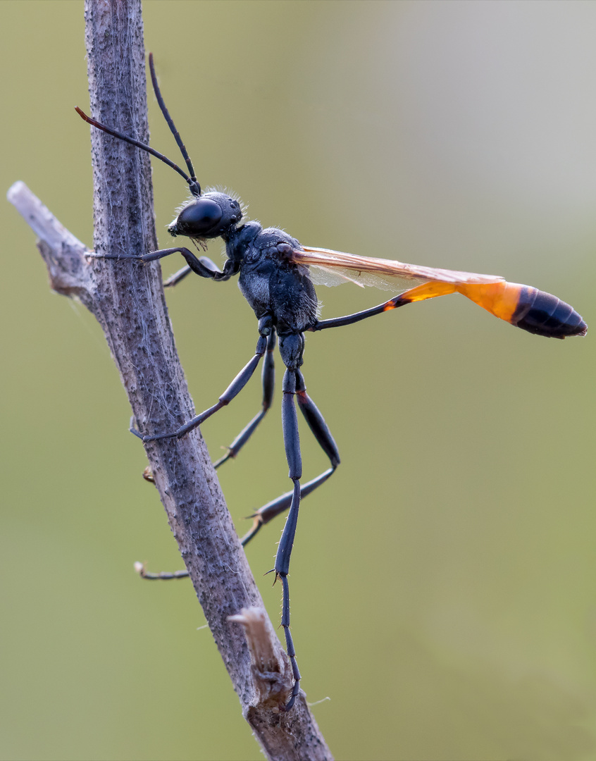 Gemeine Sandwespe (Ammophila sabulosa)