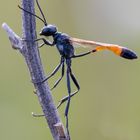 Gemeine Sandwespe (Ammophila sabulosa)