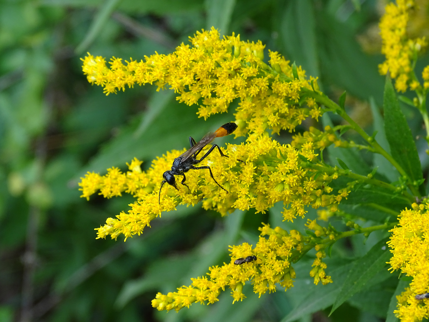 Gemeine Sandwespe (Ammophila sabulosa) auf Kanadischer Goldrute (Solidago canadensis)