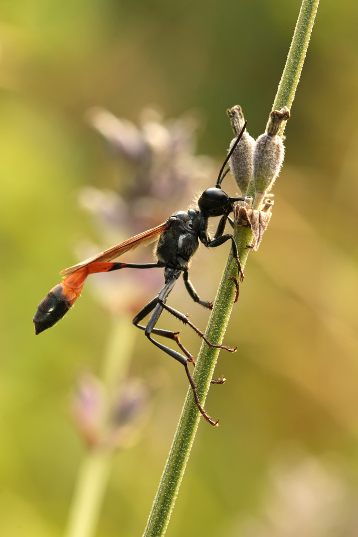 Gemeine Sandwespe (Ammophila sabulosa)