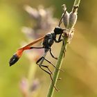 Gemeine Sandwespe (Ammophila sabulosa)