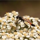 Gemeine Sandwespe (Ammophila sabulosa)