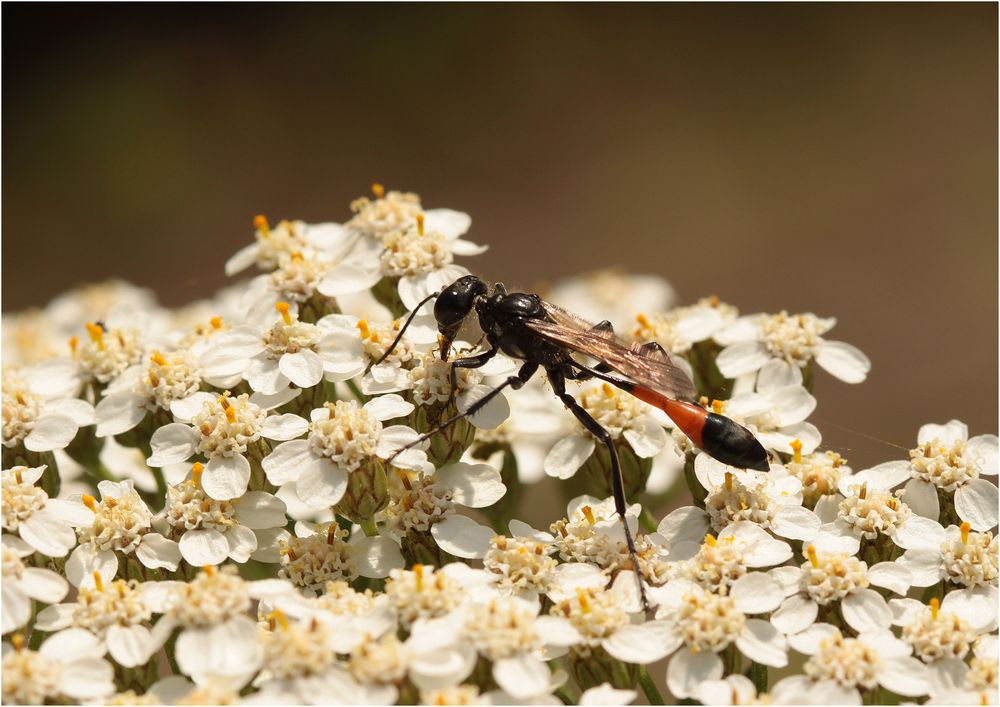 Gemeine Sandwespe (Ammophila sabulosa)