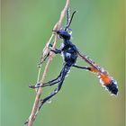 Gemeine Sandwespe (Ammophila sabulosa)