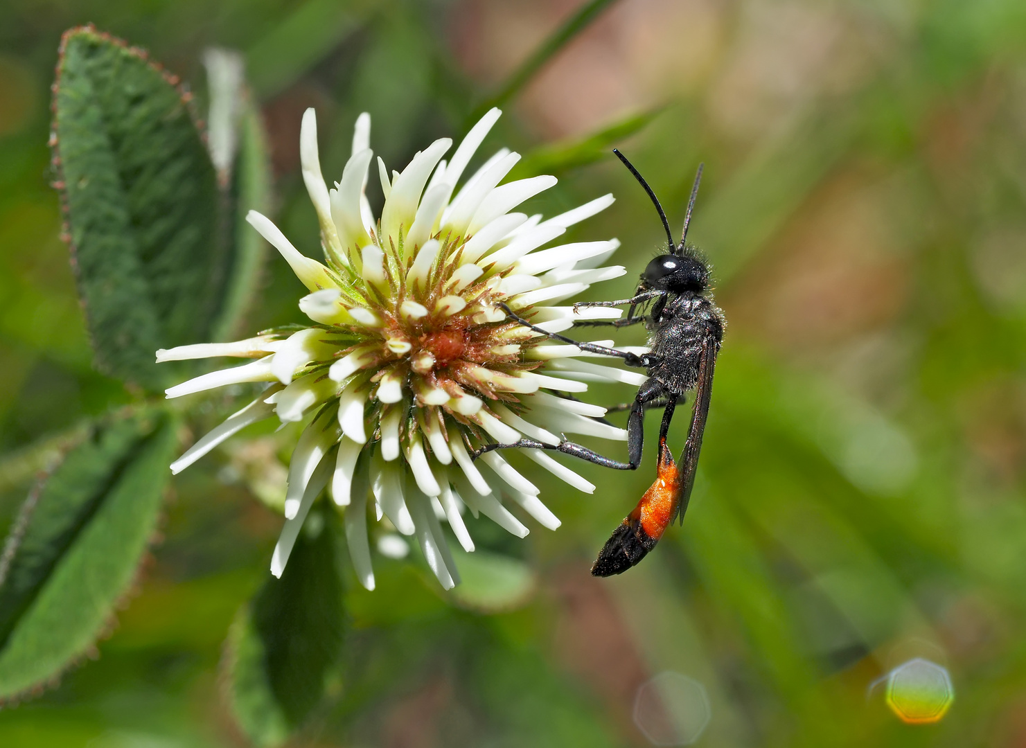 Gemeine Sandwespe (Ammophila sabulosa) - L'ammophile des sables. 