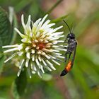 Gemeine Sandwespe (Ammophila sabulosa) - L'ammophile des sables. 