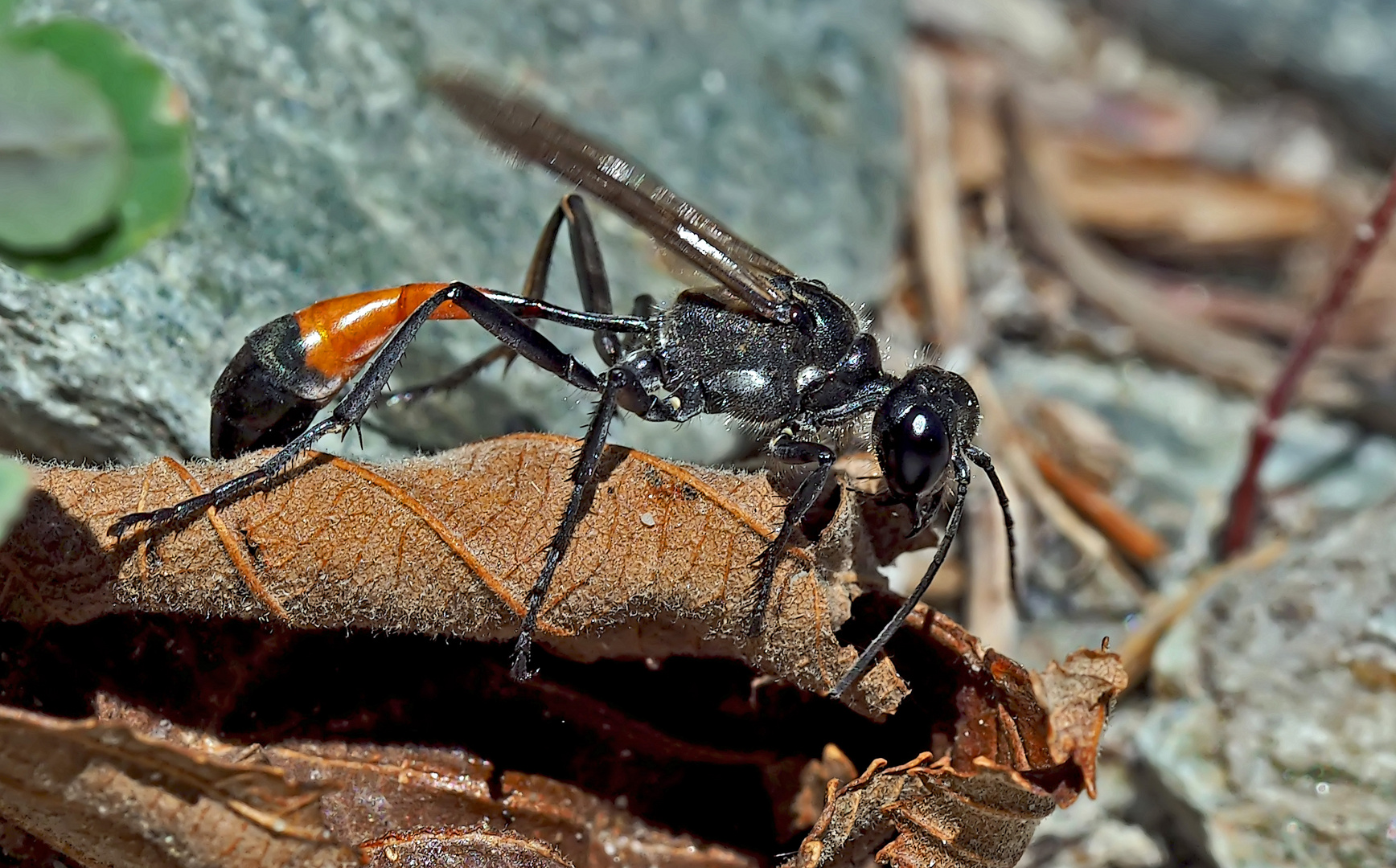 Gemeine Sandwespe (Ammophila sabulosa) - L'Ammophile des sables.