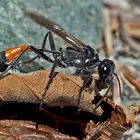 Gemeine Sandwespe (Ammophila sabulosa) - L'Ammophile des sables.