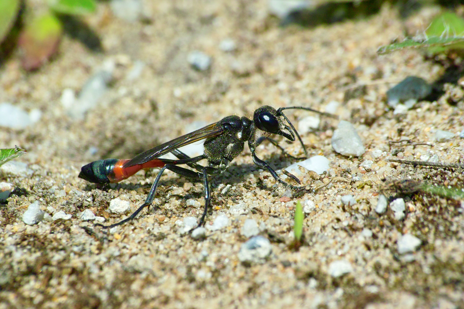 Gemeine Sandwespe-Grabwespe (Ammophilasabulosa)