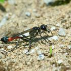 Gemeine Sandwespe-Grabwespe (Ammophilasabulosa)