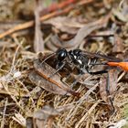 Gemeine Sandwespe,Ammophila sabulosa