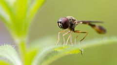 Gemeine Schattenschwebfliege oder Helle Nadel-Schwebfliege 