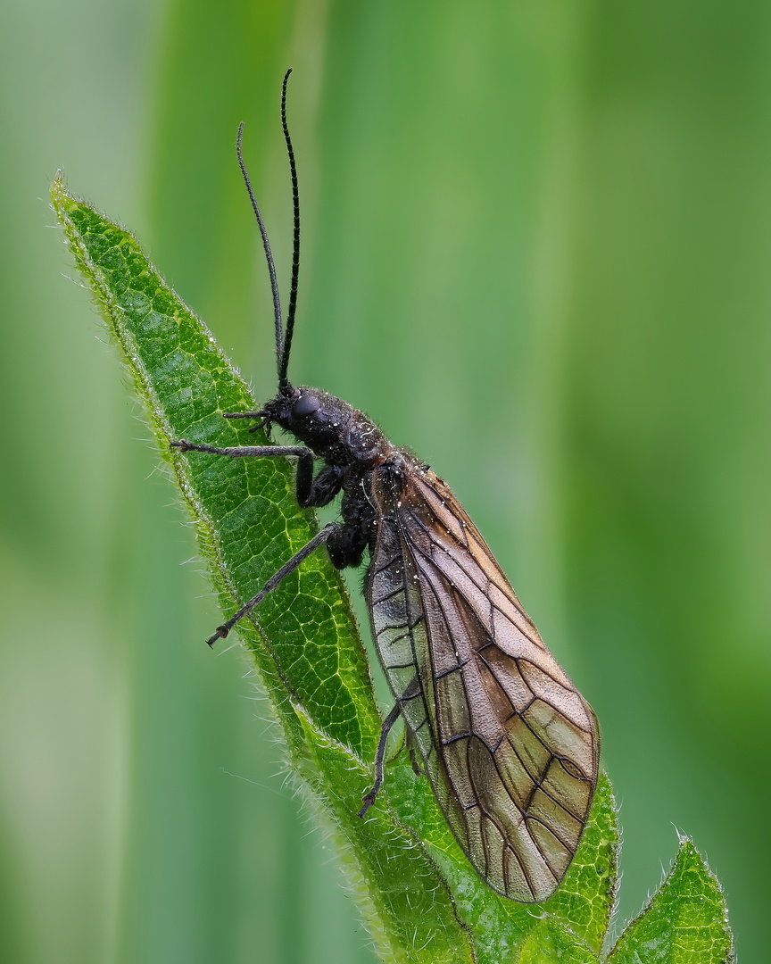 Gemeine Schlammfliege