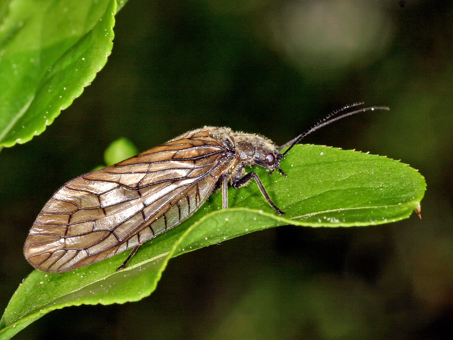 Gemeine Schlammfliege (Sialis lutaria)....