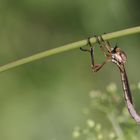 Gemeine Schlankfliege