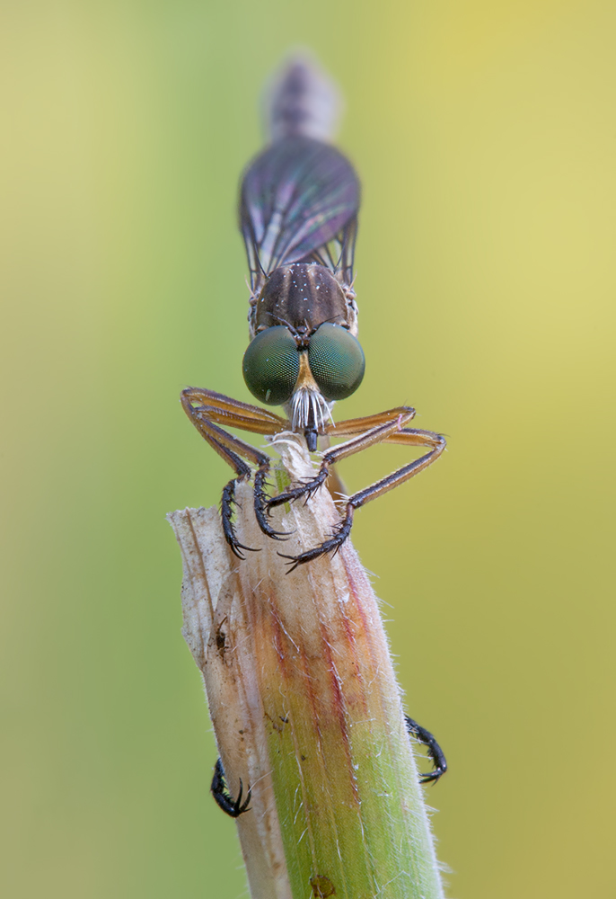 Gemeine Schlankfliege