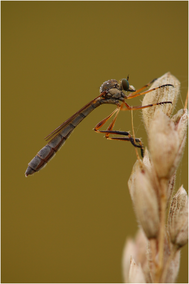 Gemeine Schlankfliege