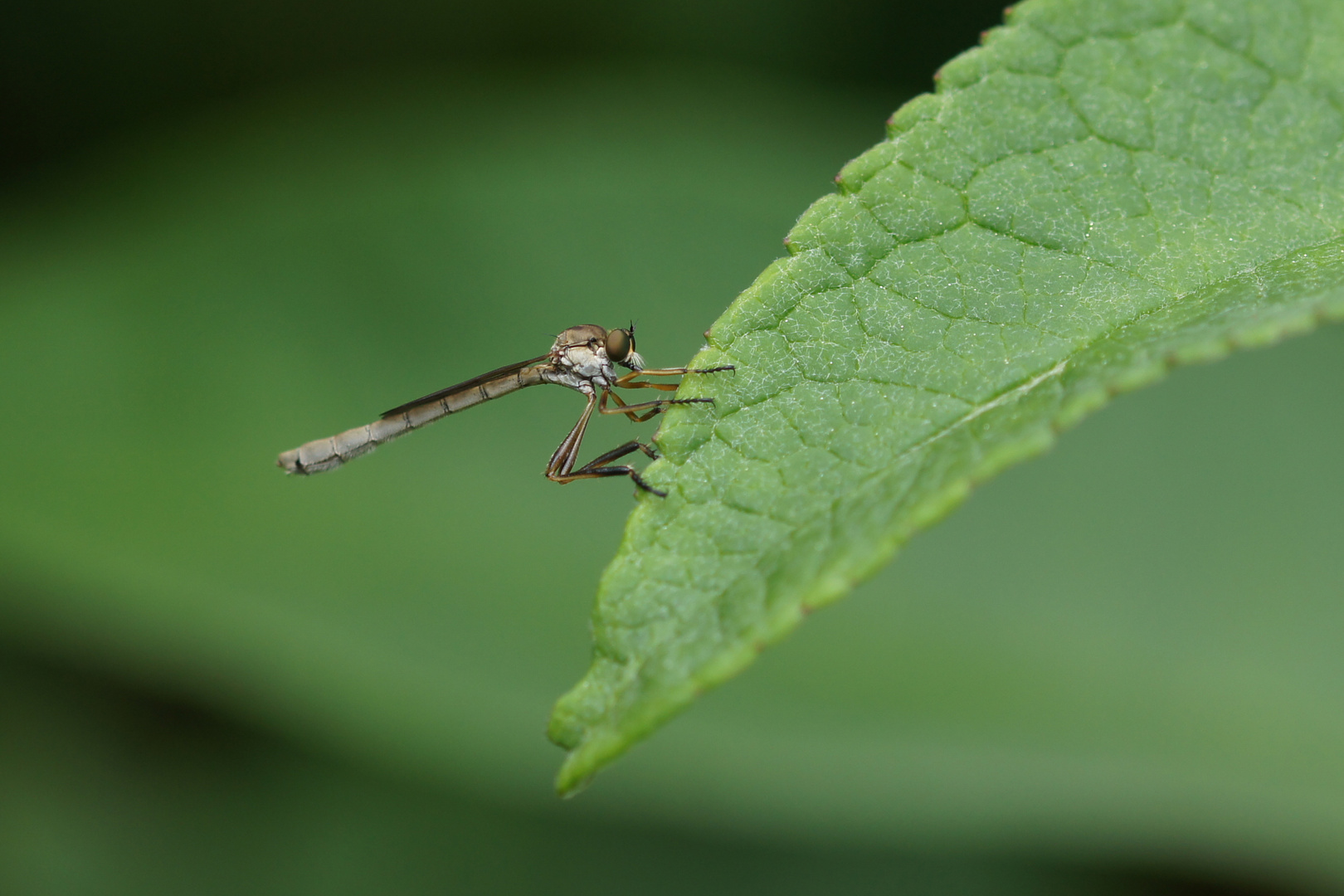  Gemeine Schlankfliege   Leptogaster cylindrica 