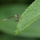  Gemeine Schlankfliege   Leptogaster cylindrica 