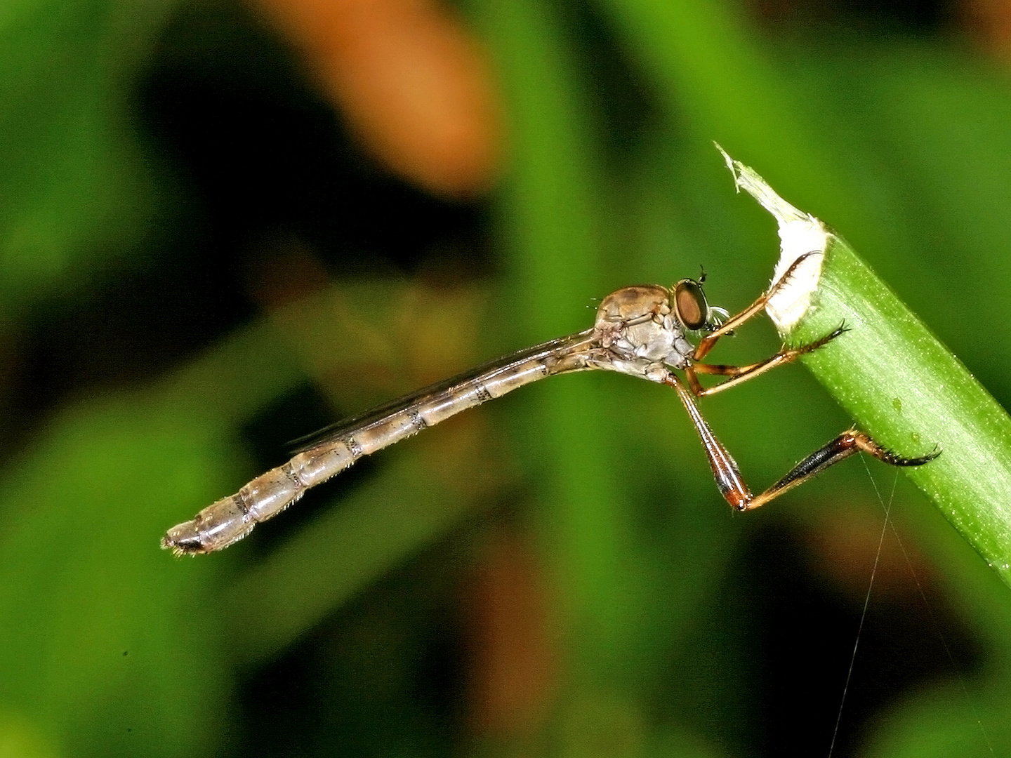 Gemeine Schlankfliege (Leptogaster cylindrica)...