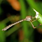 Gemeine Schlankfliege (Leptogaster cylindrica)...