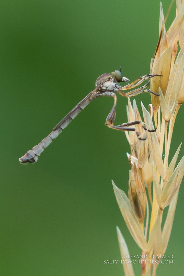 Gemeine Schlankfliege (Leptogaster cylindrica)