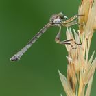 Gemeine Schlankfliege (Leptogaster cylindrica)