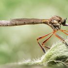 Gemeine Schlankfliege (Leptogaster cylindrica)