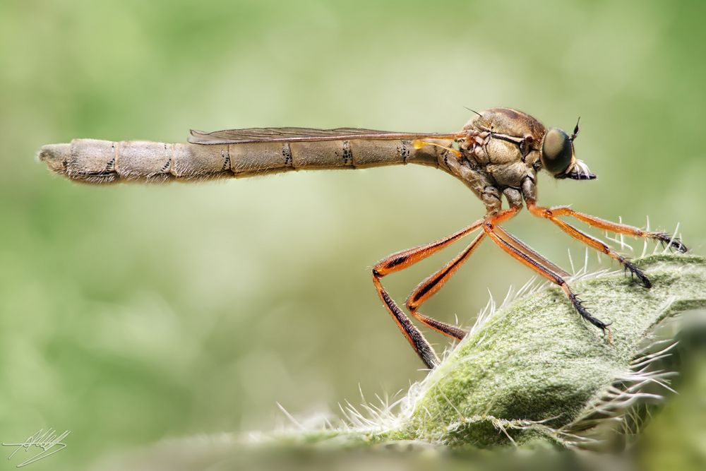 Gemeine Schlankfliege (Leptogaster cylindrica)