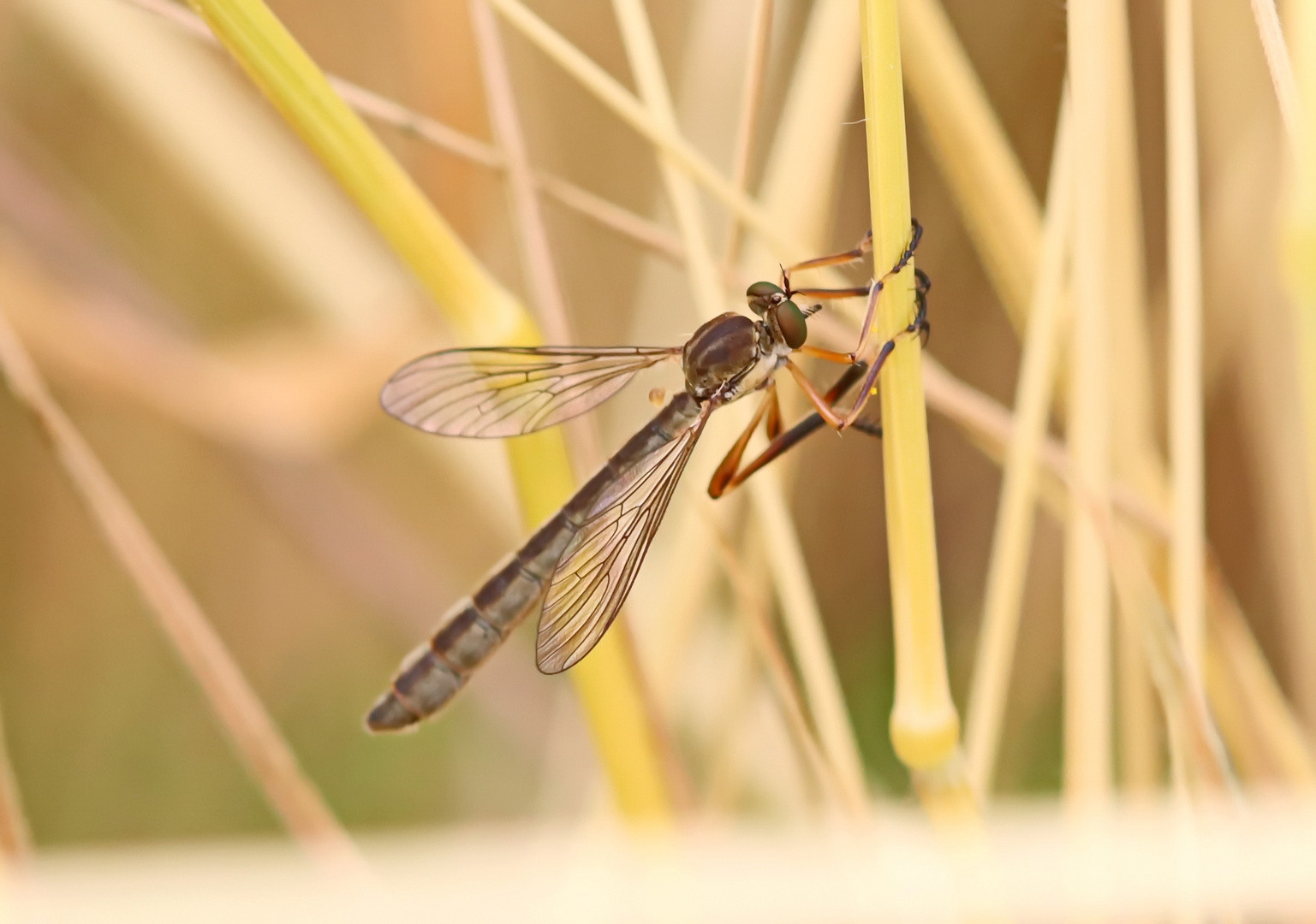 Gemeine Schlankfliege,Leptogaster cylindrica