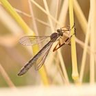 Gemeine Schlankfliege,Leptogaster cylindrica