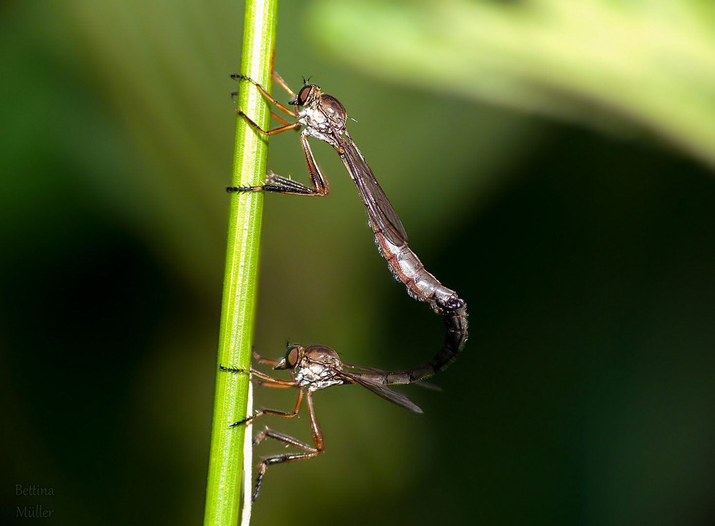 Gemeine Schlankfliegen bei der Paarung (Leptogaster cylindrica)