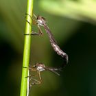 Gemeine Schlankfliegen bei der Paarung (Leptogaster cylindrica)