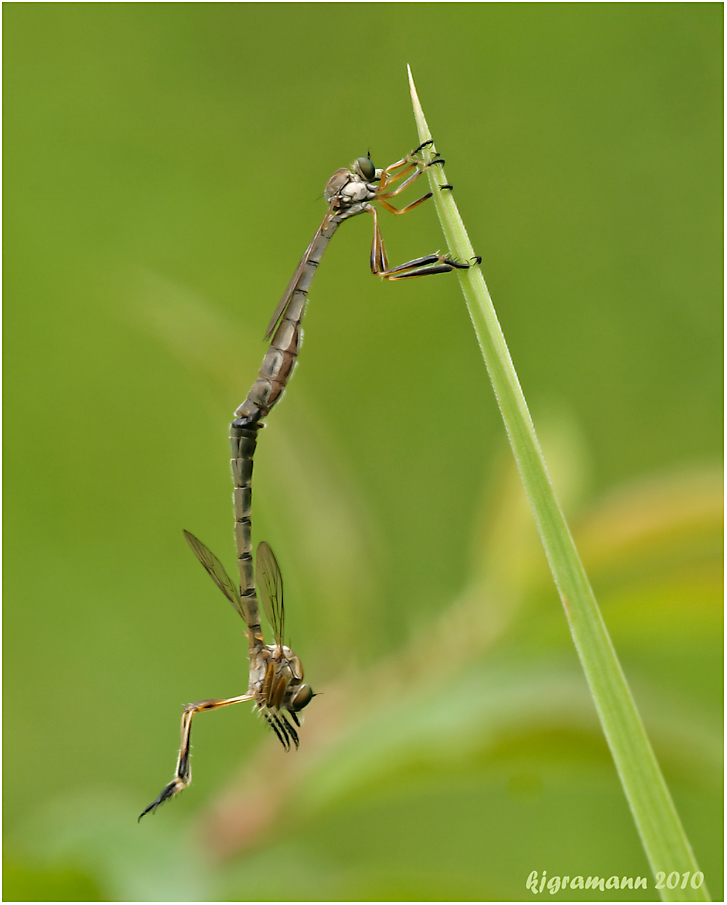 gemeine schlankfliegen (leptogaster cylindrica)......