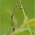 gemeine schlankfliegen (leptogaster cylindrica)......