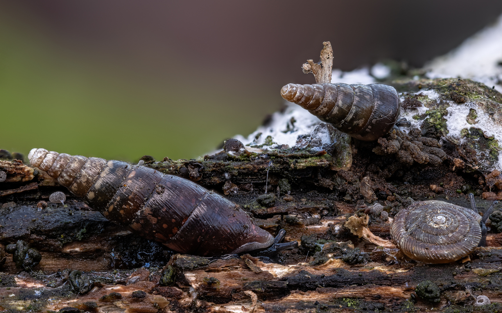 Gemeine Schließmundschnecke (Balea biplicata) & Gefleckte Schlüsselschnecke (Discus rotundatus)