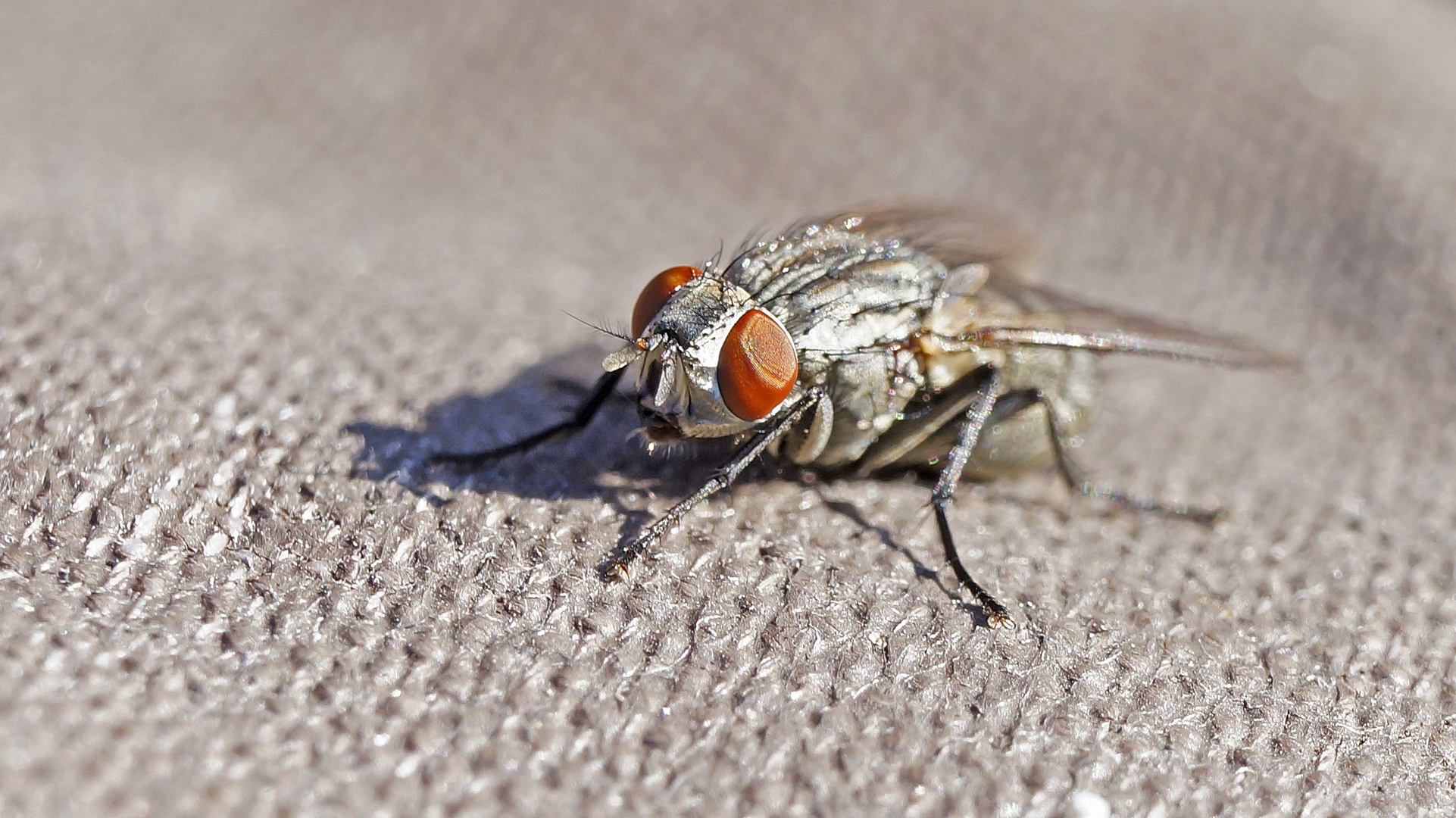 Gemeine Schmeißfliege