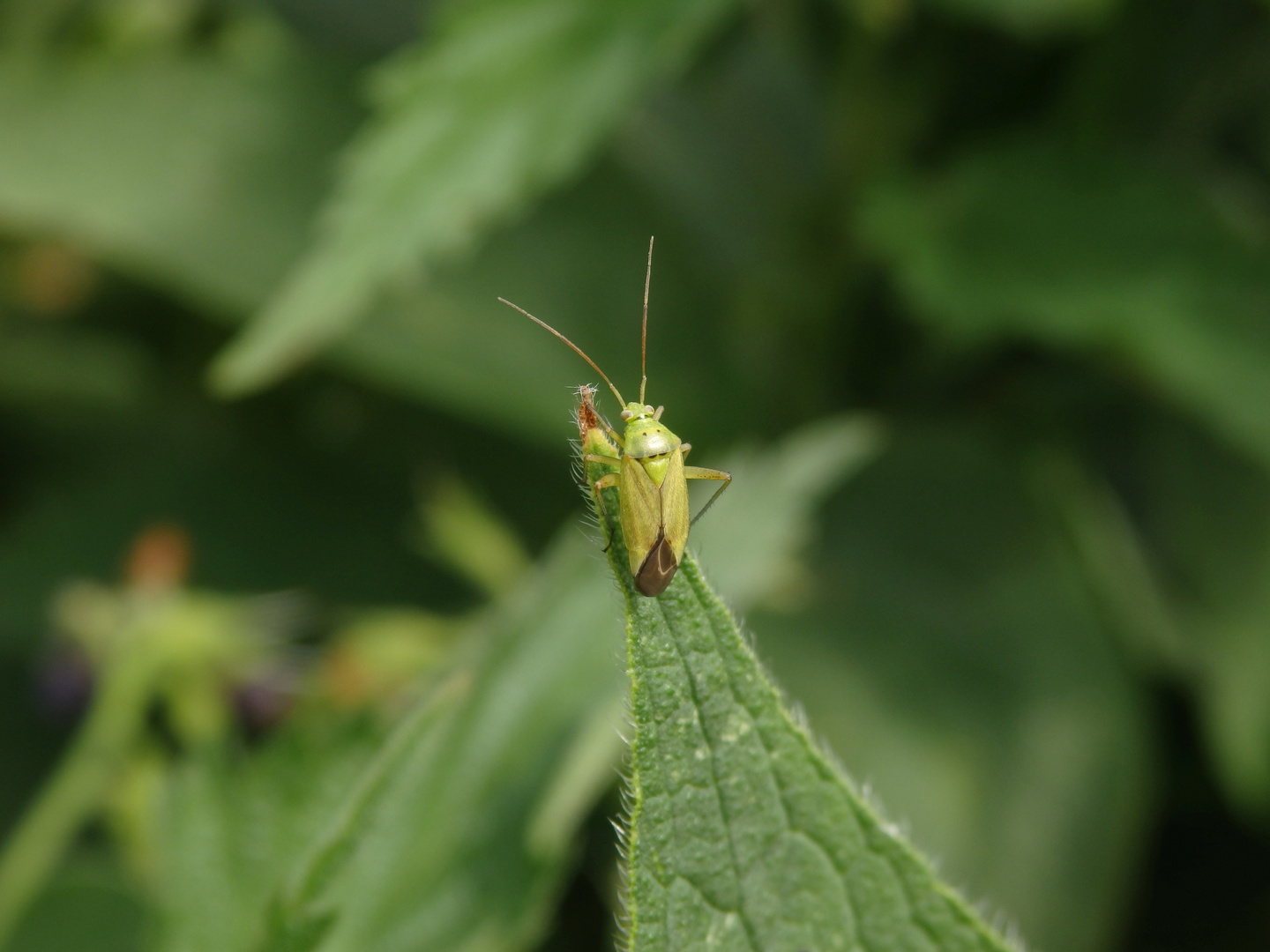 Gemeine Schmuckwanze (Closterotomus norwegicus)