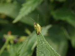 Gemeine Schmuckwanze (Closterotomus norwegicus)