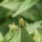 Gemeine Schmuckwanze (Closterotomus norwegicus)