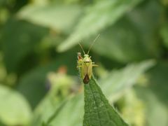 Gemeine Schmuckwanze (Closterotomus norwegicus)