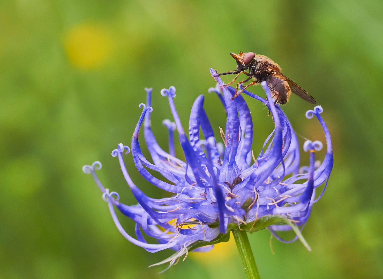 Gemeine Schnauzenschwebfliege oder Feld-Schnabelschwebfliege