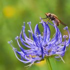 Gemeine Schnauzenschwebfliege oder Feld-Schnabelschwebfliege