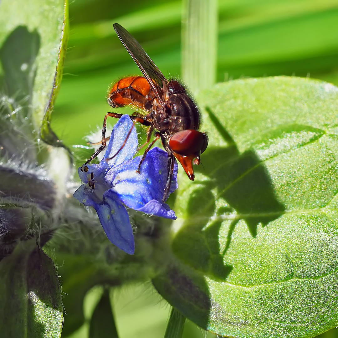 Gemeine Schnauzenschwebfliege (Rhingia campestris)