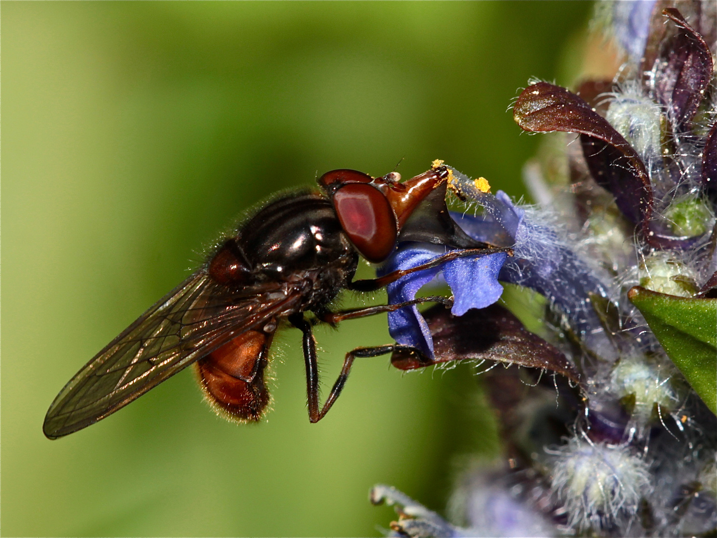 Gemeine Schnauzenschwebfliege (Rhingia campestris)  an Günsel (Ajuga sp.)