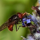 Gemeine Schnauzenschwebfliege (Rhingia campestris)  an Günsel (Ajuga sp.)