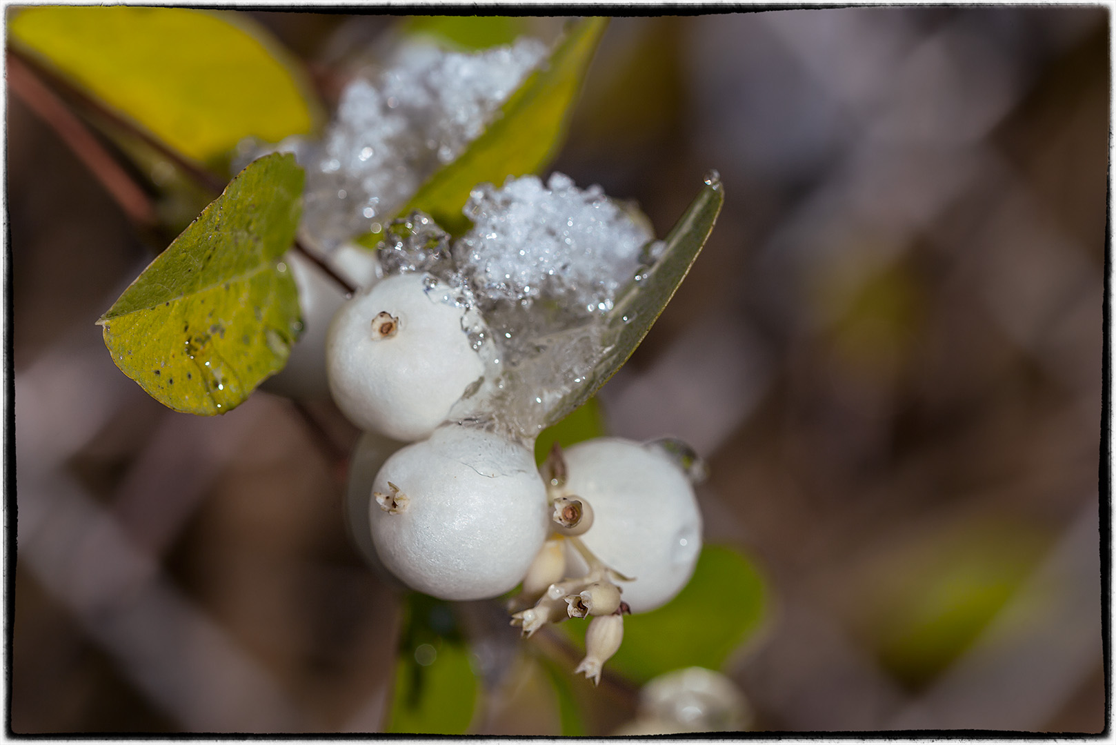 Gemeine Schneebeere