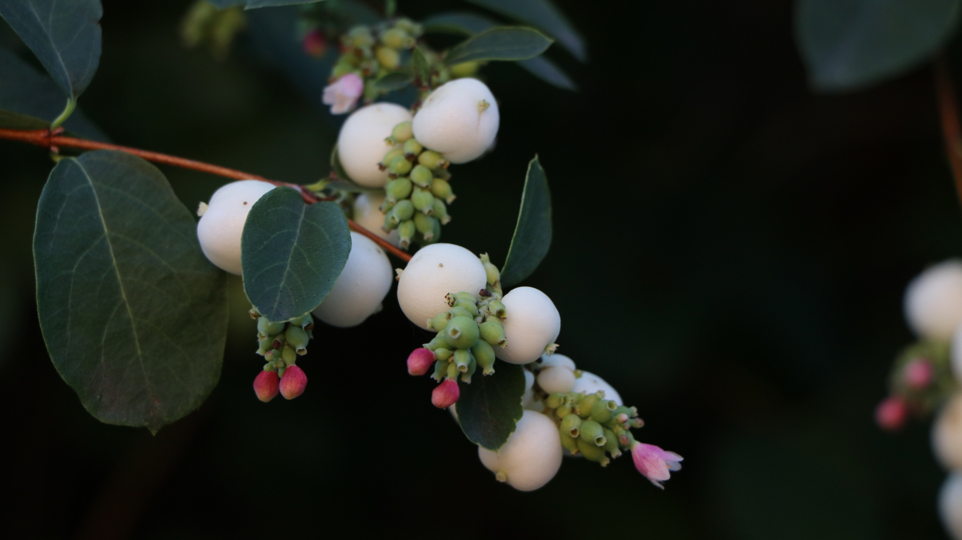 Gemeine Schneebeere (Symphoricarpos albus)