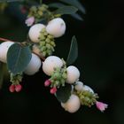 Gemeine Schneebeere (Symphoricarpos albus)